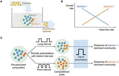 Historical Contingency in Microbial Resilience to Hydrologic Perturbations